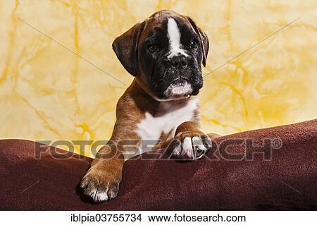 "Boxer dog, puppy" View Large Photo Image Picture - "Boxer dog, puppy". Fotosearch
