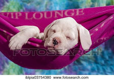 "Boxer dog, puppy sleeping in a hammock" View Large Photo Image Stock Image - "Boxer dog, puppy sleeping in a hammock". Fotosearch