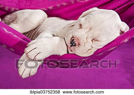 "Boxer dog, puppy sleeping in a hammock" View Large Photo Image Stock Photo - "Boxer dog, puppy sleeping in a hammock". Fotosearch