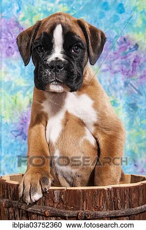 Stock Image - "Boxer dog, puppy". Fotosearch