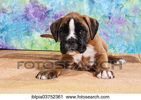 Stock Image - "Boxer dog, puppy". Fotosearch