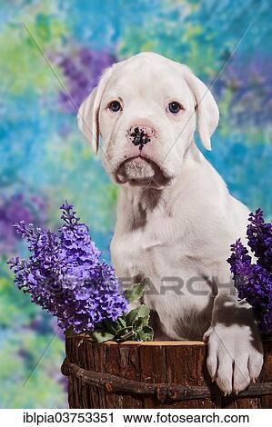 "Boxer dog, puppy" View Large Photo Image Stock Image - "Boxer dog, puppy". Fotosearch