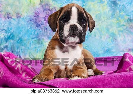 "Boxer dog, puppy" View Large Photo Image Stock Image - "Boxer dog, puppy". Fotosearch