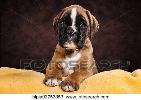 "Boxer dog, puppy" View Large Photo Image Stock Image - "Boxer dog, puppy". Fotosearch