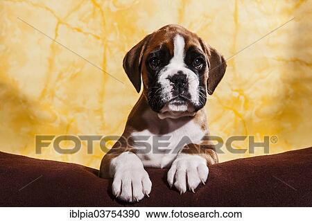 "Boxer dog, puppy" View Large Photo Image Stock Image - "Boxer dog, puppy". Fotosearch