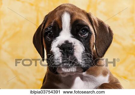 Stock Image - "Boxer dog, puppy". Fotosearch