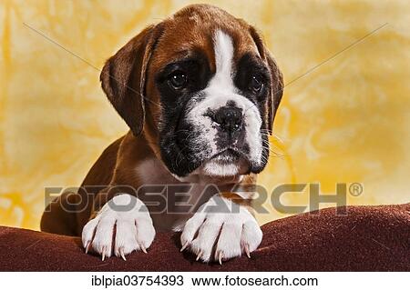 "Boxer dog, puppy" View Large Photo Image Stock Image - "Boxer dog, puppy". Fotosearch