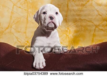 Stock Photo - "Boxer dog, puppy". Fotosearch