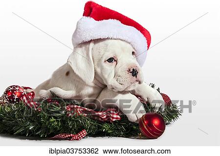 "Boxer dog, puppy with a Santa hat" View Large Photo Image Stock Image - "Boxer dog, puppy with a Santa hat". Fotosearch