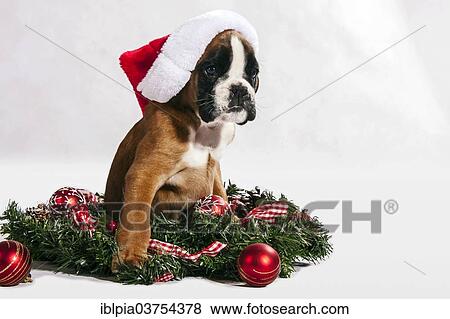 Stock Photo - "Boxer dog, puppy with a Santa hat". Fotosearch