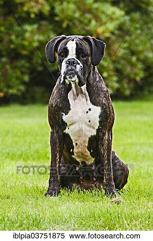 Stock Photography - "Boxer dog, sitting on grass". Fotosearch