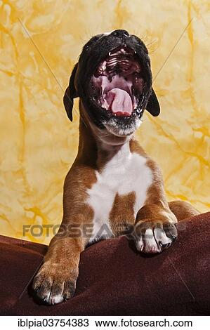 "Boxer dog, yawning puppy" View Large Photo Image Stock Image - "Boxer dog, yawning puppy". Fotosearch