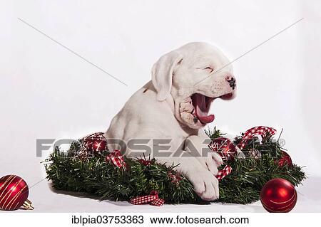 Boxer Dog Yawning Puppy With Christmas Decorations Stock Image