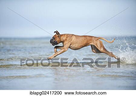 Stock Image - Boxer galloping in water, Baltic Sea, Mecklenburg-Western Pomerania, Germany, Europe. Fotosearch