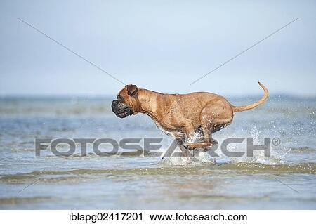 Boxer galloping in water, Baltic Sea, Mecklenburg-Western Pomerania, Germany, Europe View Large Photo Image Stock Image - Boxer galloping in water, Baltic Sea, Mecklenburg-Western Pomerania, Germany, Europe. Fotosearch