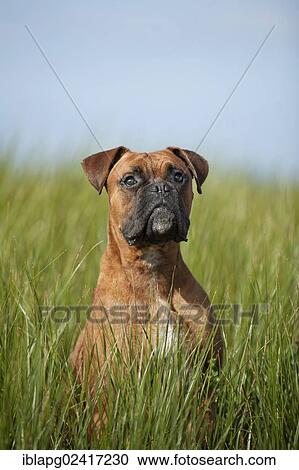 Boxer in a meadow, portrait View Large Photo Image Stock Image - Boxer in a meadow, portrait. Fotosearch
