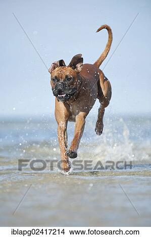 Boxer jumping in the water, Baltic Sea, Mecklenburg-Western Pomerania, Germany, Europe View Large Photo Image Picture - Boxer jumping in the water, Baltic Sea, Mecklenburg-Western Pomerania, Germany, Europe. Fotosearch