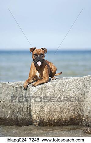 Boxer lying on a rock View Large Photo Image Stock Photo - Boxer lying on a rock. Fotosearch