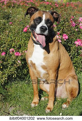 "Boxer mix dog, panting" View Large Photo Image Stock Image - "Boxer mix dog, panting". Fotosearch