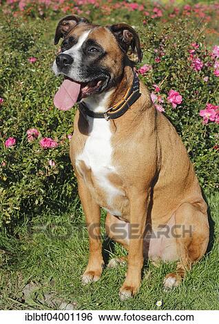 "Boxer mix dog, panting" View Large Photo Image Stock Photograph - "Boxer mix dog, panting". Fotosearch