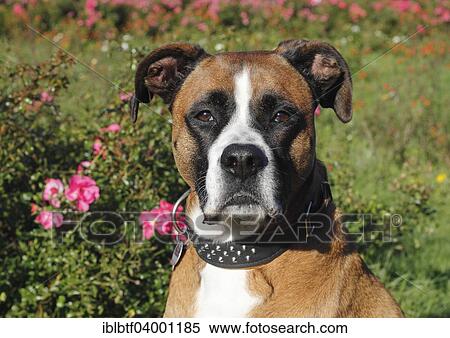 Boxer mix dog View Large Photo Image Stock Photography - Boxer mix dog. Fotosearch