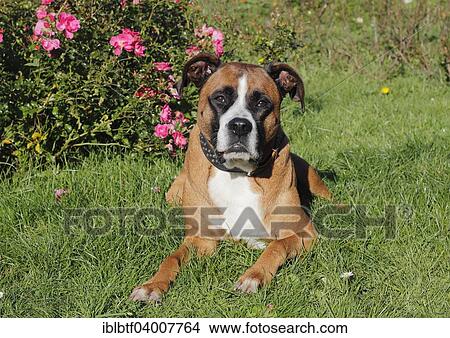 "Boxer mixed breed, male dog, 5 years, lying in the grass" View Large Photo Image Picture - "Boxer mixed breed, male dog, 5 years, lying in the grass". Fotosearch