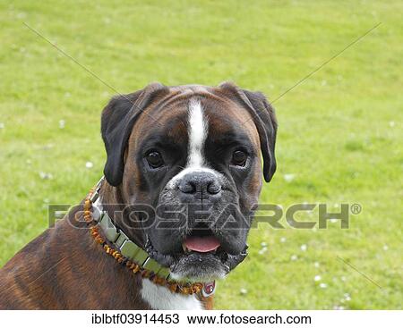 "Boxer or German Boxer, dog portrait" View Large Photo Image Stock Image - "Boxer or German Boxer, dog portrait". Fotosearch