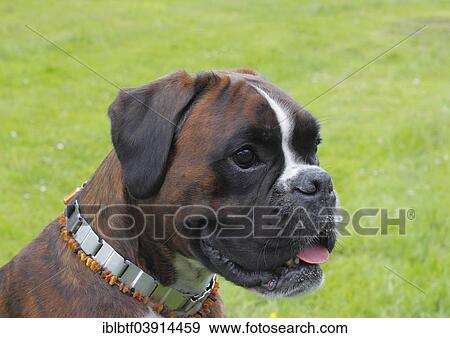 Stock Photo - "Boxer or German Boxer, dog portrait". Fotosearch