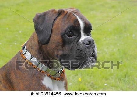 "Boxer or German Boxer, dog portrait" View Large Photo Image Stock Photograph - "Boxer or German Boxer, dog portrait". Fotosearch