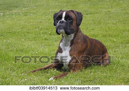 "Boxer or German Boxer, lying on a meadow" View Large Photo Image Stock Image - "Boxer or German Boxer, lying on a meadow". Fotosearch
