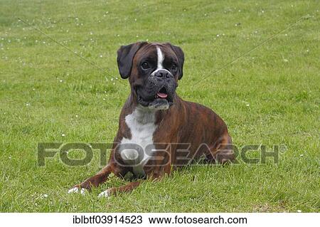 "Boxer or German Boxer, lying on a meadow" View Large Photo Image Stock Image - "Boxer or German Boxer, lying on a meadow". Fotosearch