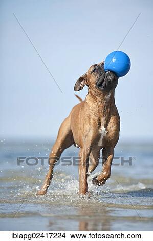 Boxer playing fetching a ball from the water, Baltic Sea, Mecklenburg-Western Pomerania, Germany, Europe View Large Photo Image Picture - Boxer playing fetching a ball from the water, Baltic Sea, Mecklenburg-Western Pomerania, Germany, Europe. Fotosearch