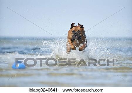 Boxer playing in the water with a ball View Large Photo Image Stock Image - Boxer playing in the water with a ball. Fotosearch