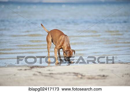 Boxer playing on the beach, Baltic Sea, Mecklenburg-Western Pomerania, Germany, Europe View Large Photo Image Stock Image - Boxer playing on the beach, Baltic Sea, Mecklenburg-Western Pomerania, Germany, Europe. Fotosearch