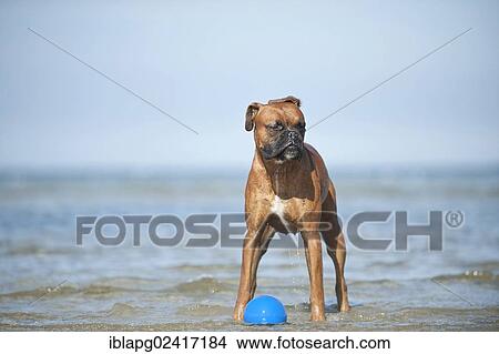 Boxer playing with a ball in the water, Baltic Sea, Mecklenburg-Western Pomerania, Germany, Europe View Large Photo Image Picture - Boxer playing with a ball in the water, Baltic Sea, Mecklenburg-Western Pomerania, Germany, Europe. Fotosearch