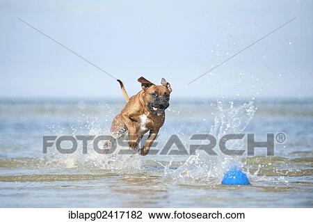 Boxer playing with a ball in the water, Baltic Sea, Mecklenburg-Western Pomerania, Germany, Europe View Large Photo Image Stock Image - Boxer playing with a ball in the water, Baltic Sea, Mecklenburg-Western Pomerania, Germany, Europe. Fotosearch