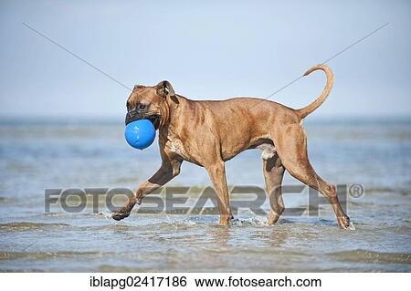 Boxer playing with a ball in the water, Baltic Sea, Mecklenburg-Western Pomerania, Germany, Europe View Large Photo Image Stock Photograph - Boxer playing with a ball in the water, Baltic Sea, Mecklenburg-Western Pomerania, Germany, Europe. Fotosearch