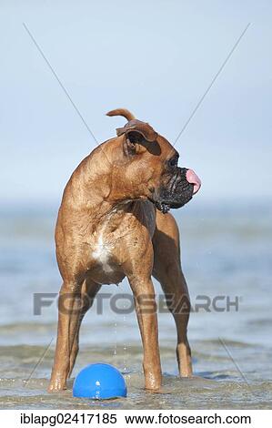 Boxer playing with a ball in the water, Baltic Sea, Mecklenburg-Western Pomerania, Germany, Europe View Large Photo Image Stock Photography - Boxer playing with a ball in the water, Baltic Sea, Mecklenburg-Western Pomerania, Germany, Europe. Fotosearch
