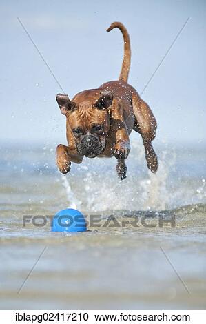 Boxer playing with a ball in water, Baltic Sea, Mecklenburg-Western Pomerania, Germany, Europe View Large Photo Image Stock Image - Boxer playing with a ball in water, Baltic Sea, Mecklenburg-Western Pomerania, Germany, Europe. Fotosearch
