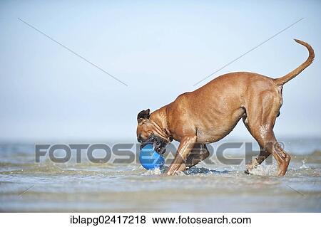 Boxer playing with a ball in water, Baltic Sea, Mecklenburg-Western Pomerania, Germany, Europe View Large Photo Image Stock Photo - Boxer playing with a ball in water, Baltic Sea, Mecklenburg-Western Pomerania, Germany, Europe. Fotosearch