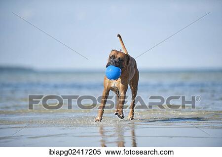 Boxer playing with a ball in water, Baltic Sea, Mecklenburg-Western Pomerania, Germany, Europe View Large Photo Image Stock Photography - Boxer playing with a ball in water, Baltic Sea, Mecklenburg-Western Pomerania, Germany, Europe. Fotosearch