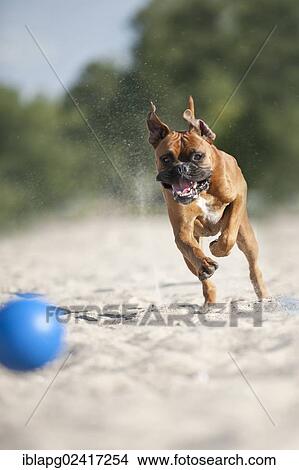 Boxer playing with a ball on the beach, Baltic Sea, Mecklenburg-Western Pomerania, Germany, Europe View Large Photo Image Picture - Boxer playing with a ball on the beach, Baltic Sea, Mecklenburg-Western Pomerania, Germany, Europe. Fotosearch