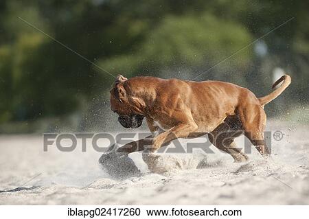 Boxer playing with a ball on the beach, Baltic Sea, Mecklenburg-Western Pomerania, Germany, Europe View Large Photo Image Stock Image - Boxer playing with a ball on the beach, Baltic Sea, Mecklenburg-Western Pomerania, Germany, Europe. Fotosearch