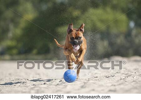 Boxer playing with a ball on the beach, Baltic Sea, Mecklenburg-Western Pomerania, Germany, Europe View Large Photo Image Stock Image - Boxer playing with a ball on the beach, Baltic Sea, Mecklenburg-Western Pomerania, Germany, Europe. Fotosearch