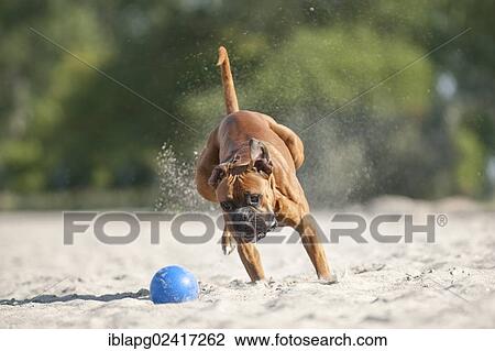 Boxer playing with a ball on the beach, Baltic Sea, Mecklenburg-Western Pomerania, Germany, Europe View Large Photo Image Stock Image - Boxer playing with a ball on the beach, Baltic Sea, Mecklenburg-Western Pomerania, Germany, Europe. Fotosearch