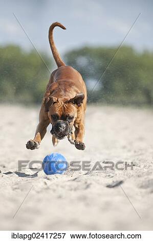 Boxer playing with a ball on the beach, Baltic Sea, Mecklenburg-Western Pomerania, Germany, Europe View Large Photo Image Stock Photo - Boxer playing with a ball on the beach, Baltic Sea, Mecklenburg-Western Pomerania, Germany, Europe. Fotosearch