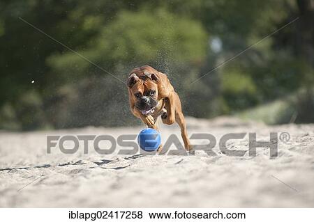 Boxer playing with a ball on the beach, Baltic Sea, Mecklenburg-Western Pomerania, Germany, Europe View Large Photo Image Stock Photo - Boxer playing with a ball on the beach, Baltic Sea, Mecklenburg-Western Pomerania, Germany, Europe. Fotosearch