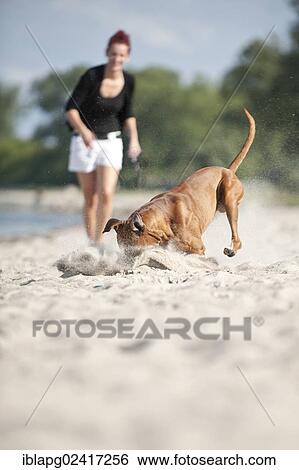 Boxer playing with a ball on the beach, with the dog owner watching, Baltic Sea, Mecklenburg-Western Pomerania, Germany, Europe View Large Photo Image Stock Photograph - Boxer playing with a ball on the beach, with the dog owner watching, Baltic Sea, Mecklenburg-Western Pomerania, Germany, Europe. Fotosearch