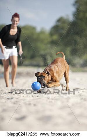 Boxer playing with a ball on the beach, with the dog owner watching, Baltic Sea, Mecklenburg-Western Pomerania, Germany, Europe View Large Photo Image Stock Photography - Boxer playing with a ball on the beach, with the dog owner watching, Baltic Sea, Mecklenburg-Western Pomerania, Germany, Europe. Fotosearch