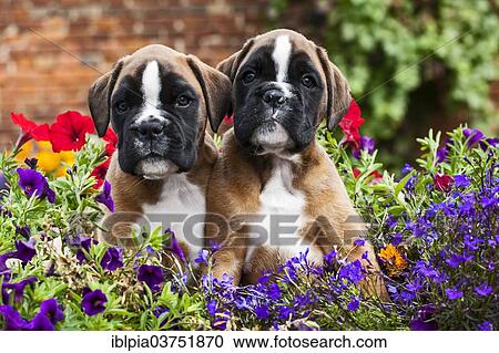 Boxer puppies View Large Photo Image Stock Image - Boxer puppies. Fotosearch